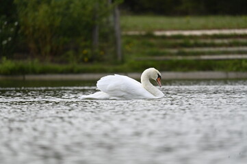 Cygne turberculé dans un lac