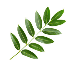 Fototapeta premium Close-up of a Fresh Green Leaf Isolated on Transparent Background with Detailed Veins and Natural Texture