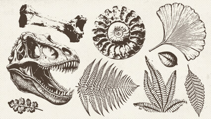Prehistoric ammonite shell, dinosaur skull, ancient leaves imprints set . Dinosaur and prehistoric period collection of icons in monochrome style. Vector © LanaSham