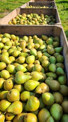 Obsthof, Die Äpfel, Die Birnen, die Bäume, Plantage