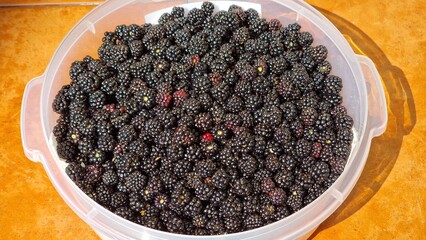 Blackberry bowl
