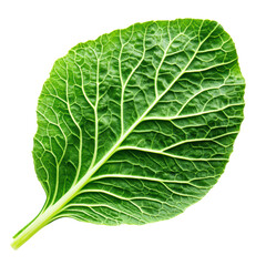 Obraz premium Close-up of a vibrant green collard leaf