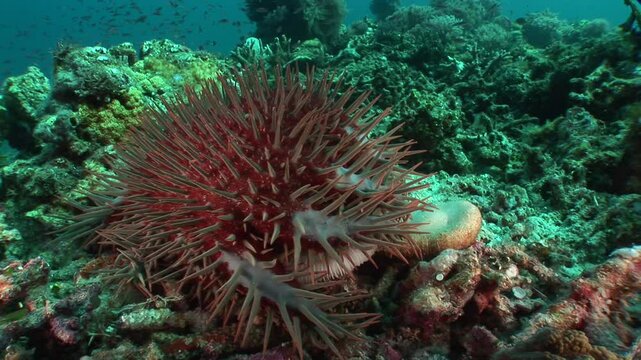 An Acanthaster (Acanthaster planci) feasting on a bleached coral branch, showcasing its invasive and destructive nature in the reef ecosystem. 