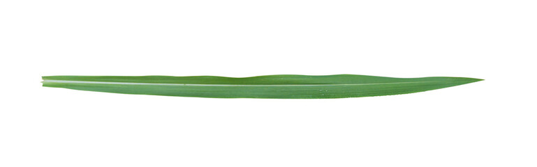 Blades of grass isolated on transparent background, PNG File