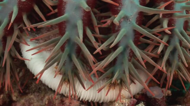 Close-up of a crown-of-thorns starfish (Acanthaster planci) consuming coral tissue.