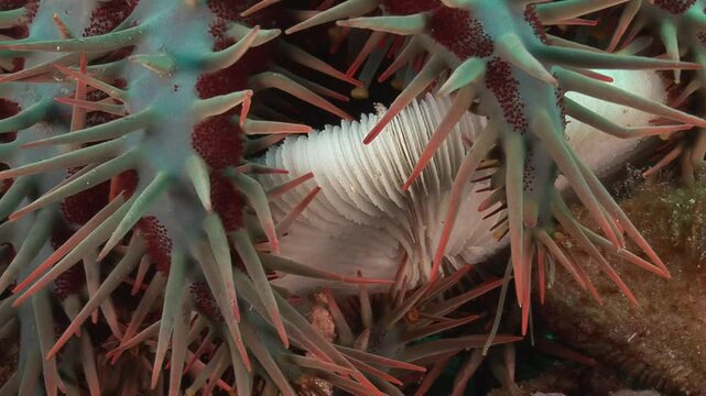 A close-up shot of an Acanthaster (Acanthaster planci) feasting on a bleached coral branch, showcasing its invasive and destructive nature in the reef ecosystem. 