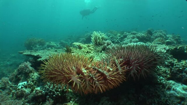 A circular view shows three crown-of-thorns starfish (Acanthaster planci) consuming a white coral, highlighting their destructive impact on reefs. 