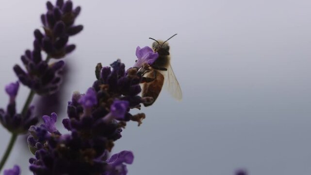 Honey Bee Pollinating Lavender Plant. 