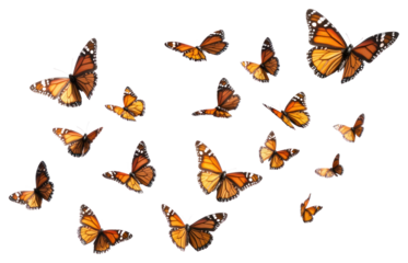 Flying plain tiger butterflies butterfly invertebrate monarch.