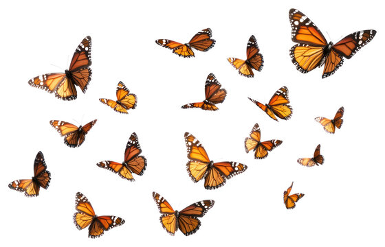 Fototapeta Flying plain tiger butterflies butterfly invertebrate monarch.