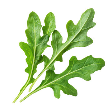 Fresh arugula leaves on a transparent background