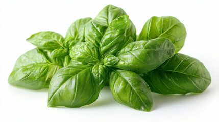 Basil green leaves isolated on white background  