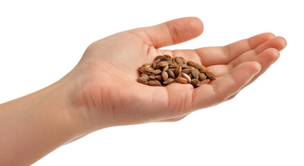 PNG  Hand holding seeds, isolated