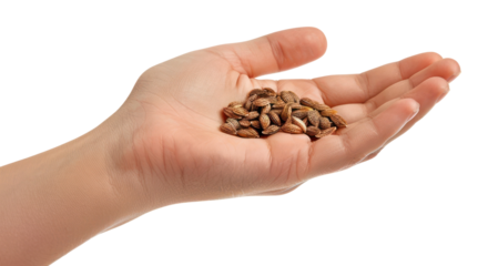 PNG  Hand holding seeds, isolated