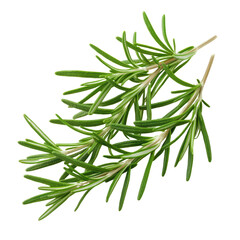 Fresh rosemary sprig with vibrant green leaves