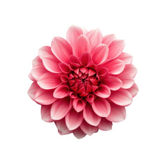 Stunning pink dahlia flower with intricate petal details
