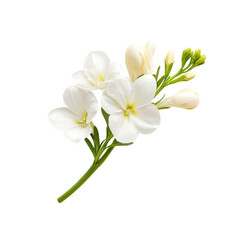 Delicate white freesia flowers on a transparent background