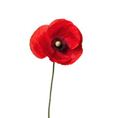 Obraz premium Vibrant red poppy flower on a transparent background