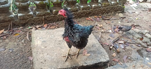 strange type of chicken