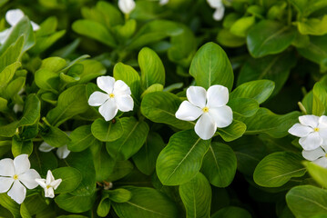 nature green background with small white flowers. Catharanthus roseus, Vinca rosea