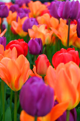 Colorful orange, red, and purple tulips blooming together