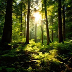 Fototapeta premium A serene forest scene with sunlight filtering through the trees, casting dappled shadows and highlighting the lush green moss covering the forest floor