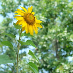 Happy sunflower facing the sky