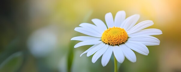 Naklejka premium A delicate white daisy with a bright yellow center