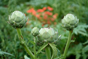 artichoke field in near Roscoff, Brittany, France