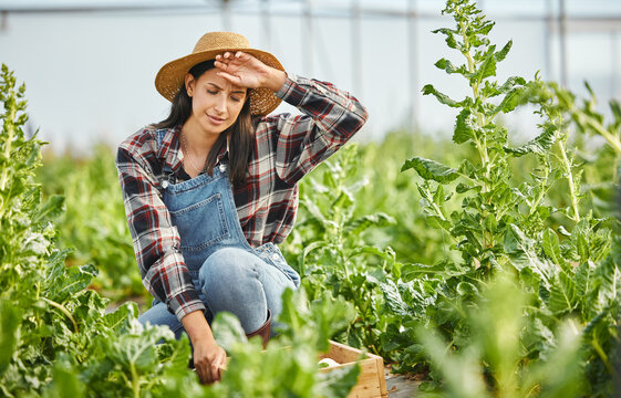 Sweating, farmer and woman in farm with crops for vegetables, growth or sustainability with fatigue. Countryside, tired female person and overworked gardener exhausted by plants produce for gardening