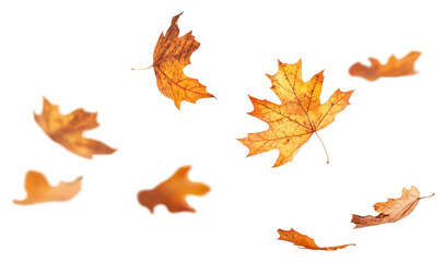 Obraz premium PNG Autumn leaves leaf background floating.