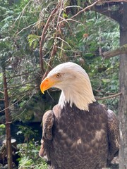american bald eagle