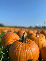 pumpkins on a field
