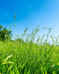 Obraz premium Fresh Green Grass Under Clear Blue Sky
