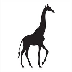 Giraffe silhouette on white background

