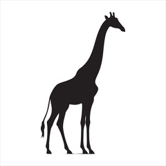 Giraffe silhouette on white background

