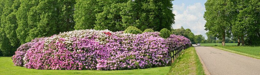 Nature, bush and environment with flowers in park for sustainability, growth and ecosystem banner. Biodiversity, conservation and ecology with rhododendron plant in countryside for blossom and season