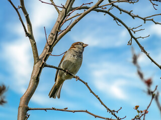 House sparrow perching