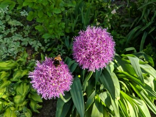 pink and purple flowers