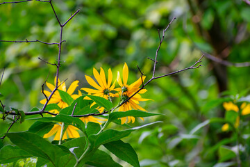 Wild Sunflower