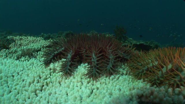 An Acanthaster (Acanthaster planci) feasting on a bleached coral branch, showcasing its invasive and destructive nature in the reef ecosystem. 