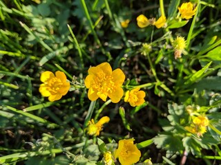 yellow flowers in the garden