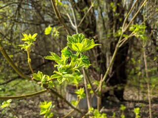 leaves on a tree