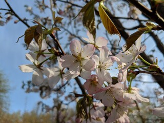 blossom in spring