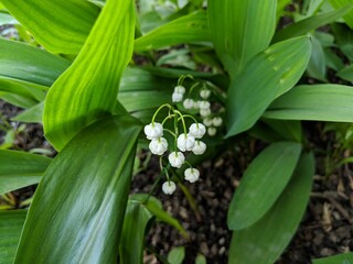 lilies of the valley