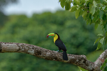 Keel-billed Toucan perched on tree branch in Costa Rica