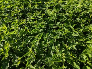 green leaves background