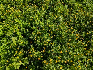 yellow flowers in the garden
