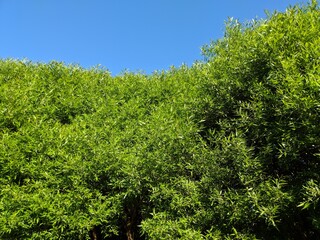 background of leaves