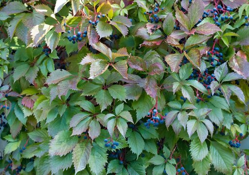 Parthenocissus quinquefolia, Virginia creeper, five-leaved ivy, wild grapes or five-finger with ripe berries. Natural autumn background with red and green leaves in the fall.